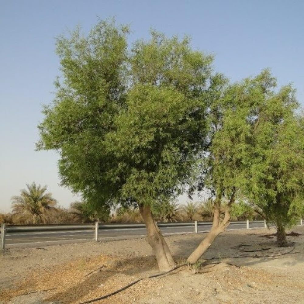 Arak-boom in zijn natuurlijke woestijnomgeving