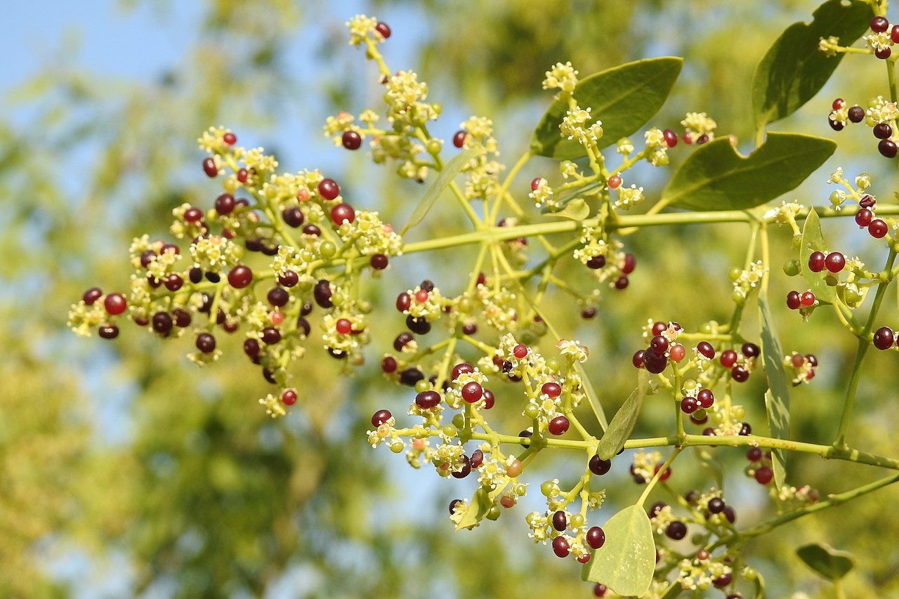 Arak-boom (Salvadora persica) - de natuurlijke bron van miswak
